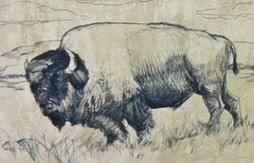 buffalo