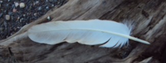 feather